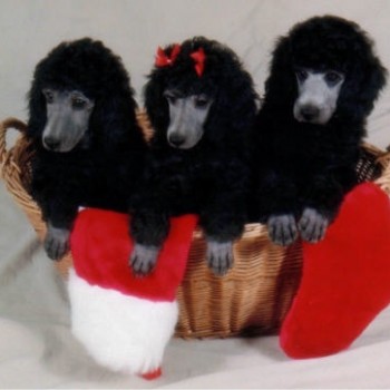 Dancer Pups Xmas