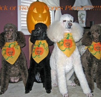 halloween poodles