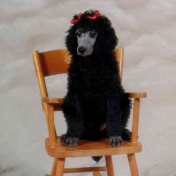 chair
