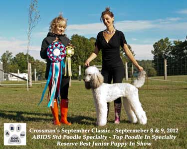 abids-best-poodle-in-specialty