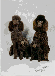 poodle family